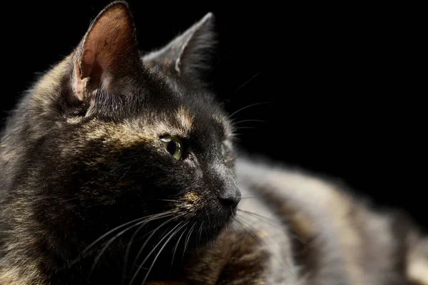 Portrait Lovely Domestic Cat Beautiful Eyes Looking Curiously — Stock Photo, Image