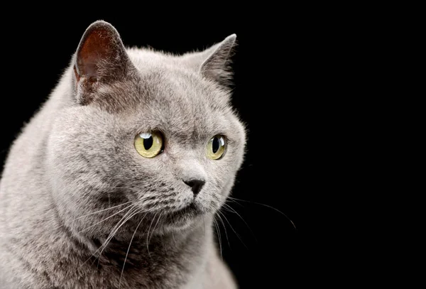 Portrait Lovely British Cat Amber Eyes Looking Intently — ストック写真