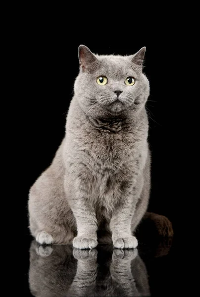 Studio Shot Lovely British Cat Amber Eyes Sitting Black Background — ストック写真