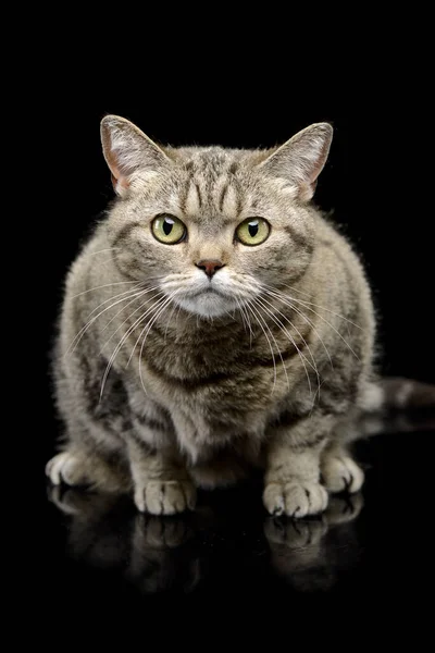 Studio Shot Lovely Domestic Cat Sitting Looking Intently Camera — Stok fotoğraf