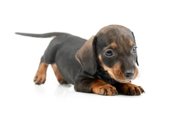 Studio Shot Van Een Prachtige Dachshund Puppy Rustend Haar Voorpoten — Stockfoto