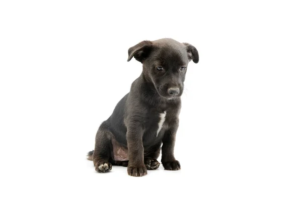 Studio Shot Adorable Mixed Breed Puppy Sitting Looking Shy — Fotografia de Stock