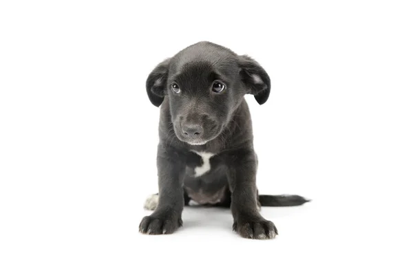 Studio Shot Adorable Mixed Breed Puppy Sitting Looking Shy — Fotografia de Stock