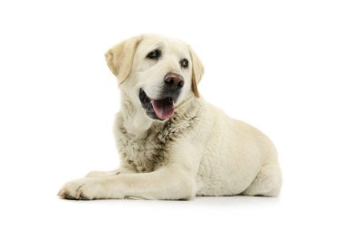 Studio shot of a beautiful blind Golden Retriever lying on white background with hanging tongue