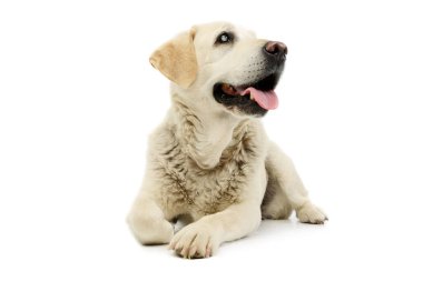 Studio shot of a beautiful blind Golden Retriever lying on white background with hanging tongue