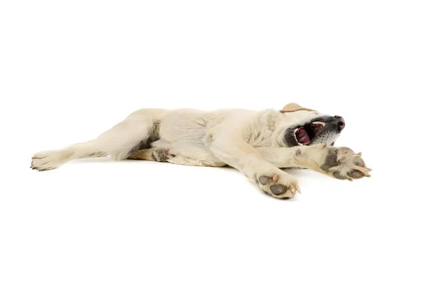 Studio Shot Beautiful Blind Golden Retriever Lying Yawning — Φωτογραφία Αρχείου