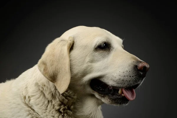 Portrait Beautiful Blind Golden Retriever Looking Contented — Φωτογραφία Αρχείου