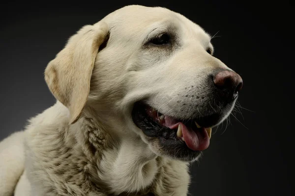 Portré Egy Gyönyörű Vak Golden Retriever Keres Elégedett — Stock Fotó