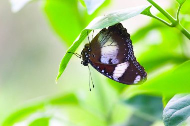 Hypolimnas bolina, büyük yumurta sineği, ortak eggfly veya Yeni Zelanda'da mavi ay kelebeği Asya ve Avustralya Madagaskar bulunan nymphalid kelebek türüdür