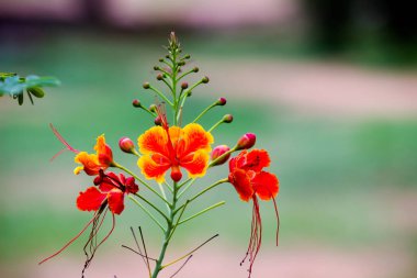 Delonix regia, Fabaceae familyasından Madagaskar 'a özgü bir bitki türü. Eğreltiotu gibi yaprakları ve yaz boyunca gösterişli turuncu-kırmızı çiçekleriyle ünlüdür..