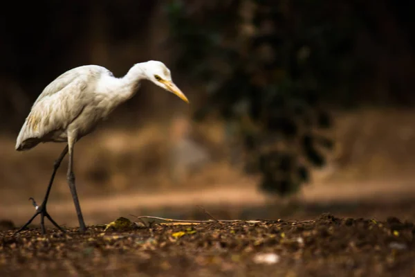 Єгипетська Чапля Egret Або Heron Відома Бубубулк Ibis Твердо Стоїть — стокове фото