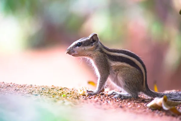 Cute and adorable Squirrel or Rodent standing paused on the ground in its natural environment in  natures background