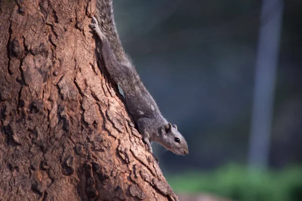 Σκίουρος Τρωκτικό Επίσης Γνωστή Chipmunk Κάθεται Στον Κορμό Του Δέντρου — Φωτογραφία Αρχείου