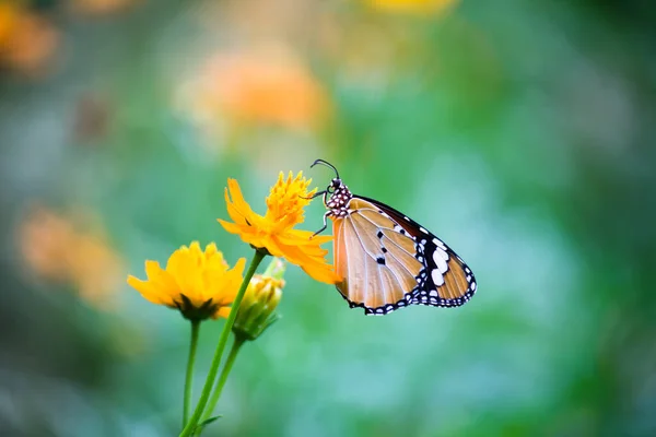 白虎大牛蝴蝶以天然绿色背景的花草为食 — 图库照片