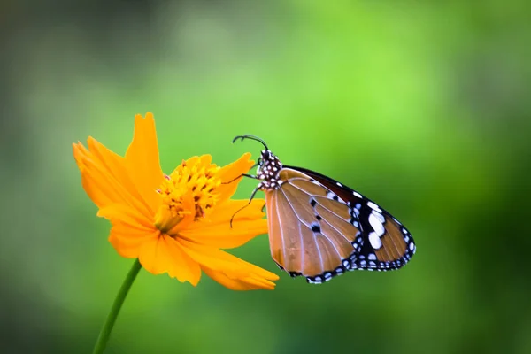 Egyszerű Tigris Danaus Chrysippus Pillangó Táplálkozás Magát Virág Növény Természetben — Stock Fotó