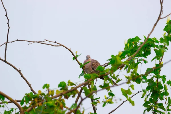 鳥科の仲間です鳩やハトは木の枝の上に座っています — ストック写真