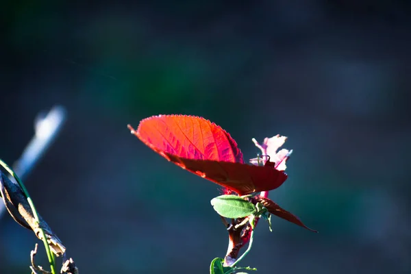 Rostliny Odrážející Přirozené Sluneční Světlo Během Dne Tmavém Pozadí — Stock fotografie