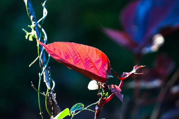 Pflanzen Die Das Tageslicht Der Sonne Auf Dunklem Hintergrund Reflektieren — Stockfoto