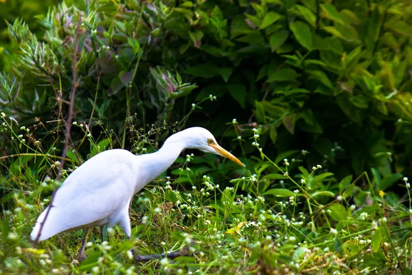 Bubulcus Ibis Heron Commonly Know Cattle Egret Una Especie Cosmopolita — Foto de Stock