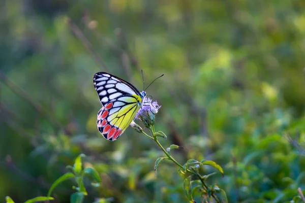 Beau Delias Eucharis Jézabel Commun Est Papillon Piéride Taille Moyenne — Photo