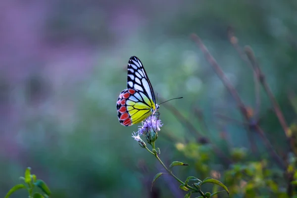 Una Hermosa Delias Eucharis Jezabel Común Una Mariposa Piérida Tamaño — Foto de Stock