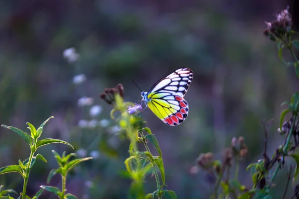 Прекрасная Delias Eucharis Обычная Иезавель Среднеразмерная Пиеридная Бабочка Покоится Цветочных — стоковое фото