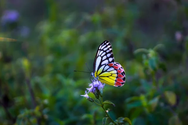 Una Hermosa Delias Eucharis Jezabel Común Una Mariposa Piérida Tamaño — Foto de Stock