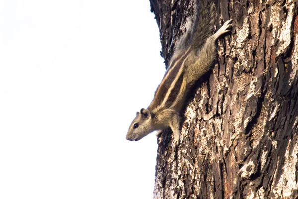 松鼠或啮齿动物 也被称为 奇普穆克 坐在树干上 有着柔软而模糊的美丽背景 — 图库照片