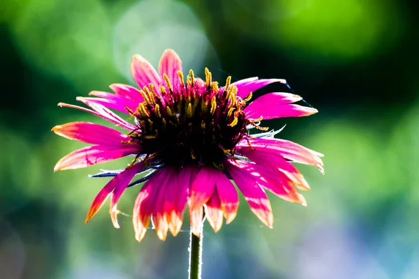 라디아 Gaillardia 해바라기 라디아 Gaillardia 노란색 인디아의 일반적 꽃식물에 현화식물 — 스톡 사진