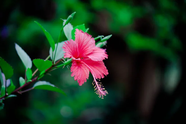 Flor Hibisco También Conocida Como Flor Del Zapato Coloquialmente Malvaceae — Foto de Stock