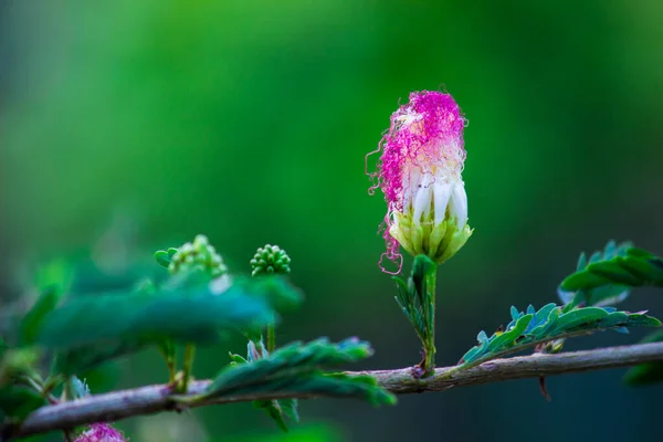 Albizia Julibrissin Perskie Drzewo Jedwabne Lub Różowy Jedwab Jest Gatunkiem — Zdjęcie stockowe