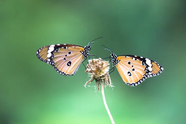 Δύο Απλές Πεταλούδες Τίγρεις Γνωστές Και Danaus Chrysippus Σκαρφαλωμένες Στο — Φωτογραφία Αρχείου