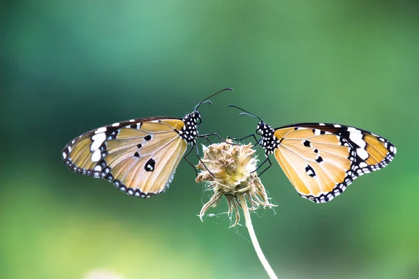 Dva Prostí Tygří Motýli Známí Také Jako Danaus Chrysippus Usazený — Stock fotografie