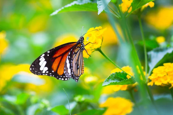 Monarque Est Papillon Famille Des Nymphalidae Autres Noms Communs Selon — Photo