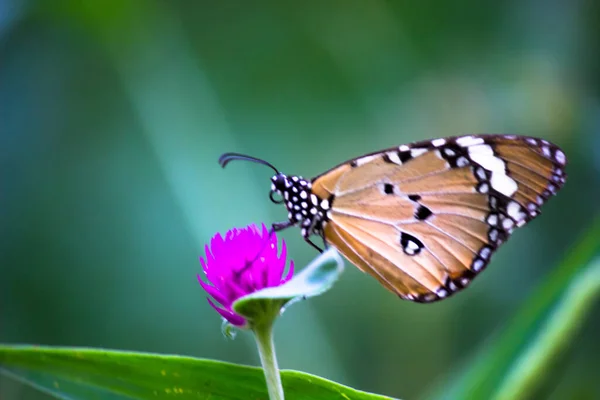 시포스 Danaus Chrysippus 아프리카 호랑이 아프리카 왕나비 Danainae 아시아에 분포하는 — 스톡 사진