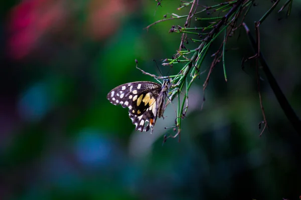 Papilio Demoleus Поширеним Лимонним Метеликом Поширеним Колючим Хвостом Він Також — стокове фото