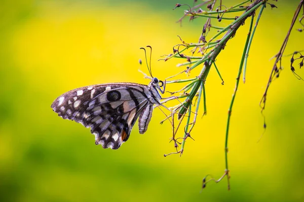 Papilio Demoleus Una Mariposa Común Lima Cola Golondrina Generalizada También —  Fotos de Stock