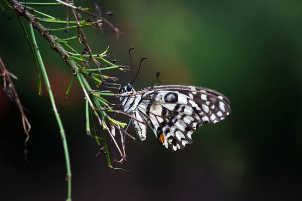 Papilio Demoleus Common Lime Butterfly Widespread Swallowtail Also Known Lemon — стоковое фото