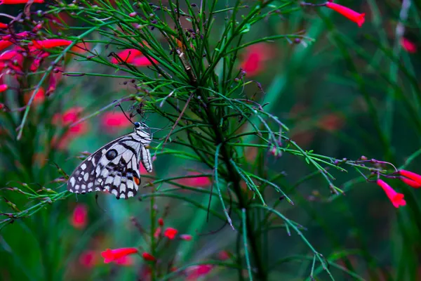 Papilio Demoleus Egy Közönséges Lime Pillangó Széles Körben Elterjedt Fecskefarkú — Stock Fotó