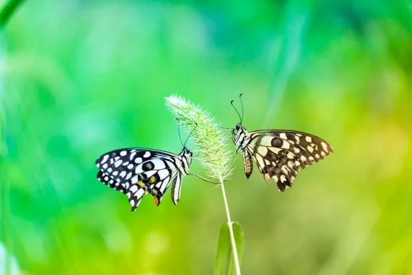 Papilio Demoleus Obyčejný Limetkový Motýl Široce Rozšířený Vlaštovčí Ocas Také — Stock fotografie