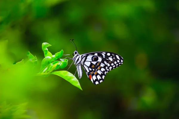 리오데몰 레우스 Papilio Demoleus 일반적 나비이며 분포되어 호랑나비로 도알려져 있으며 — 스톡 사진