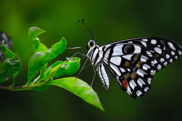 Papilio Demoleus Est Papillon Commun Tilleul Hirondelle Répandue Est Également — Photo