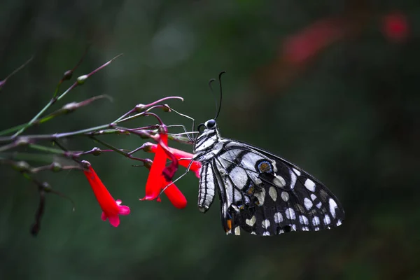 Papilio Demoleus Una Mariposa Común Lima Cola Golondrina Generalizada También — Foto de Stock