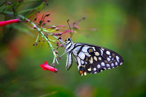 Papilio Demoleus Είναι Μια Κοινή Πεταλούδα Ασβέστη Και Διαδεδομένη Χελιδόνι — Φωτογραφία Αρχείου