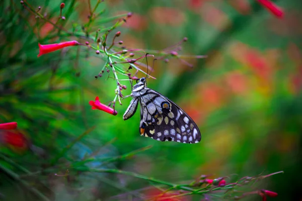 番石榴是一种常见的石灰蝴蝶和广布的燕尾 它也被称为柠檬蝴蝶 石灰燕尾和弯燕尾 在春天的自然栖息地 — 图库照片