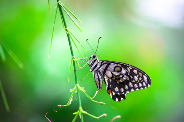 Papilio Demoleus Поширеним Лимонним Метеликом Поширеним Колючим Хвостом Він Також — стокове фото