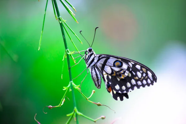 番石榴是一种常见的石灰蝴蝶和广布的燕尾 它也被称为柠檬蝴蝶 石灰燕尾和弯燕尾 在春天的自然栖息地 — 图库照片