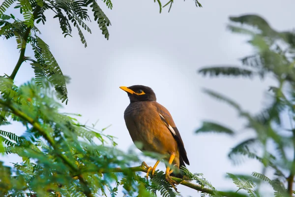 Myna Zwyczajna Acridotheres Tristis Lub Indyjska Myna Czasami Pisana Mynah — Zdjęcie stockowe