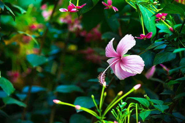Hibiscus flower in the mallow family, Malvaceae. Hibiscus rosa-sinensis, known as the Shoe Flower or colloquially as Chinese hibiscus, China rose, Hawaiian hibiscus, rose mallow  and shoe black plant in full bloom during springtime