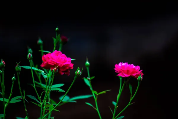 Flor Bonita Flor Rosa Vermelha Jardim Natureza Com Ramo Folhas — Fotografia de Stock